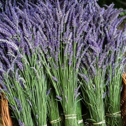 Faith In Nature Shampoo Bar Lavendel & Geranie -Dresdner Essenz shop MAM 6616589 SHOP IMAGE 1.4