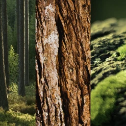 8x4 MEN Anti-Transpirant Spray N°8 Wild Oak -Dresdner Essenz shop MAM 7311501 SHOP IMAGE 1.4