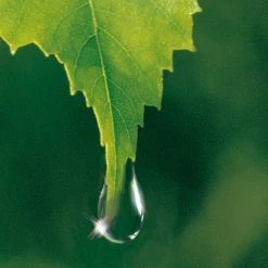 Weleda Birke Cellulite-Öl -Dresdner Essenz shop MAM 7460180 SHOP IMAGE 1.4