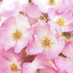 Weleda Verwöhnende Pflege Körperlotion Wildrose -Dresdner Essenz shop MAM 7460238 SHOP IMAGE 1.4