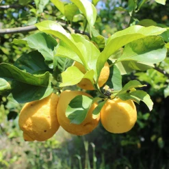 Weleda Refresh Erfrischungs­dusche Citrus -Dresdner Essenz shop MAM 7460242 SHOP IMAGE 1.4