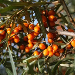 Weleda Vitality Vitalisierungs­dusche Sanddorn -Dresdner Essenz shop MAM 7460244 SHOP IMAGE 1.4